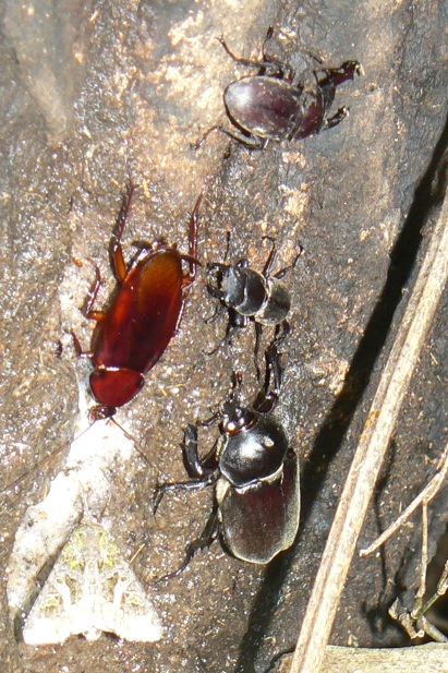 大木クヌギ_右側の根元 コクワガタ2♂、カブトムシ♂ 2021年7月13日19時50分頃 気温26度